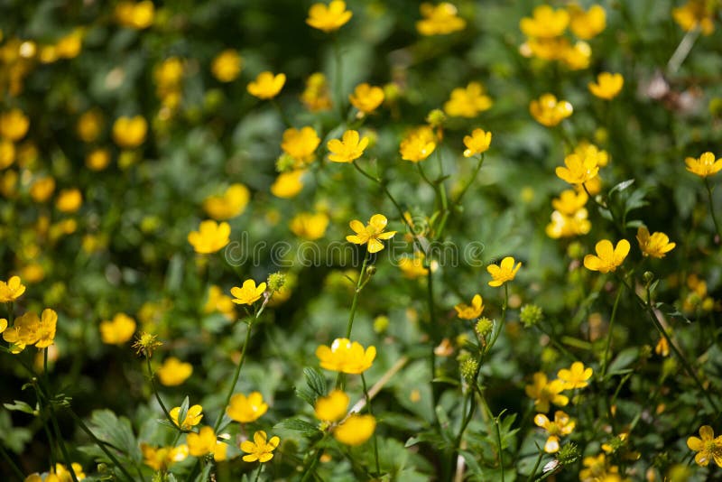 Gula smörblommablommor på suddigt bakgrundsslut för grönt soligt fält upp, ljus skinande spearwortsblommamakro arkivbilder