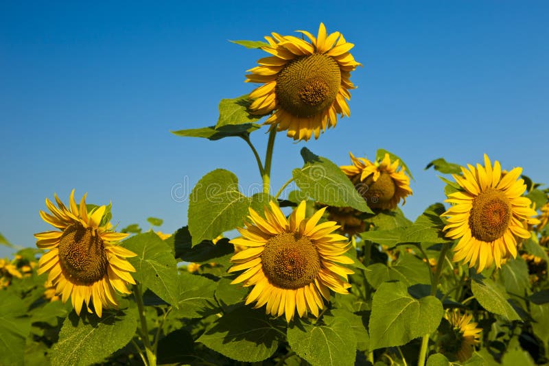 Gula solrosor p? f?ltet mot f?r blommasolros f?r bl? himmel det mogna f?ltet, sommar, sol fotografering för bildbyråer Gula solrosor p? f?ltet mot f?r blommasolros f?r bl? himmel det mogna f?ltet, sommar, sol fotografering för bildbyråer