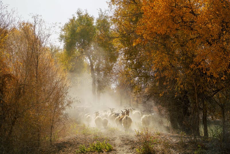 Gula träd och körande getter fotografering för bildbyråer Gula träd och körande getter fotografering för bildbyråer