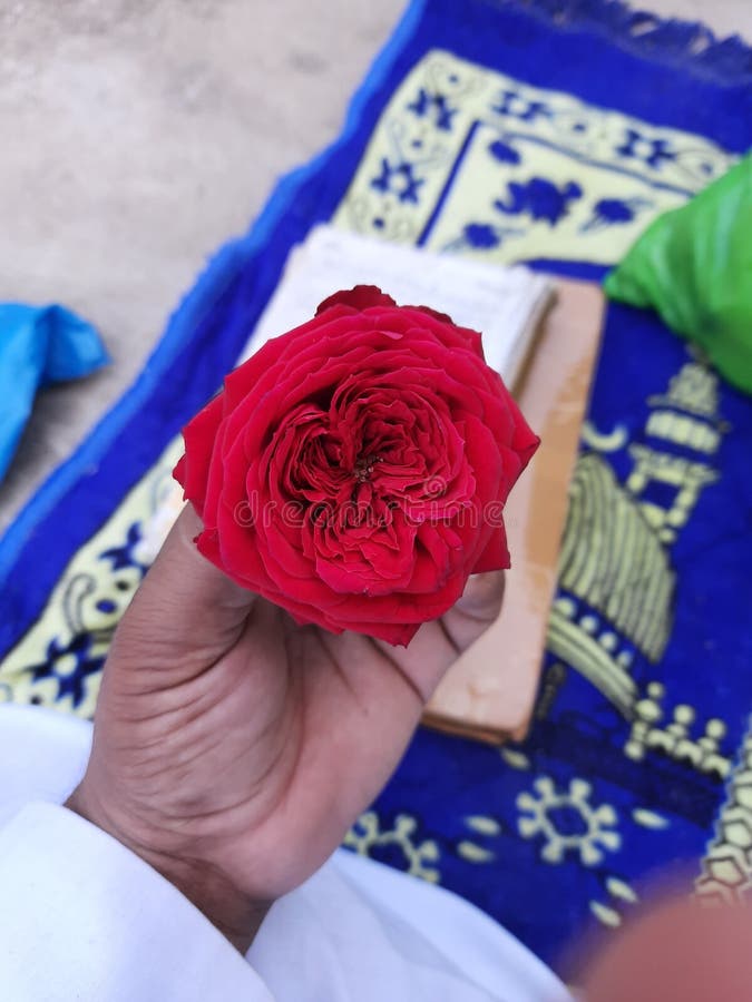 Gulab Ka Phool Rose Very Nice Smart Stock Photo - Image of smart, nice: 171755302 Gulab Ka Phool Rose Very Nice Smart Stock Photo - Image of smart, nice: 171755302