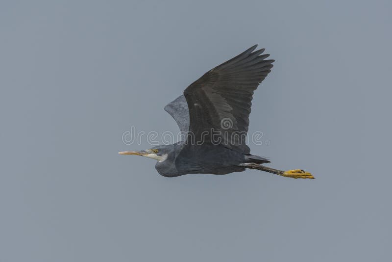 Gularis ocidentais do Egretta da garça-real do recife ou voo ocidental do Egret do recife imagens de stock Gularis ocidentais do Egretta da garça-real do recife ou voo ocidental do Egret do recife imagens de stock