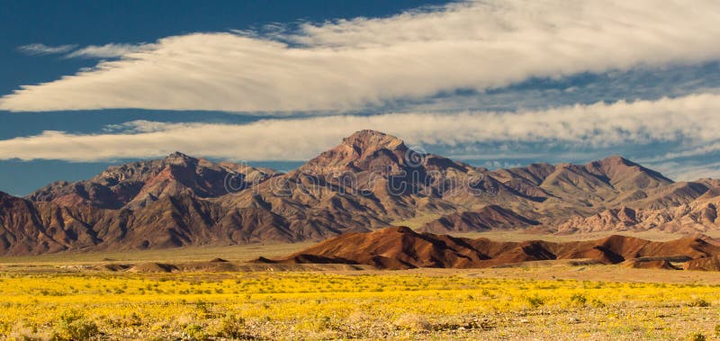 Fields of Desert Gold Sunflowers In Front Of Grapevine Mountains And Corkscrew Peak, Death Valley National Park, Califonia. Fields of Desert Gold Sunflowers In Front Of Grapevine Mountains And Corkscrew Peak, Death Valley National Park, Califonia