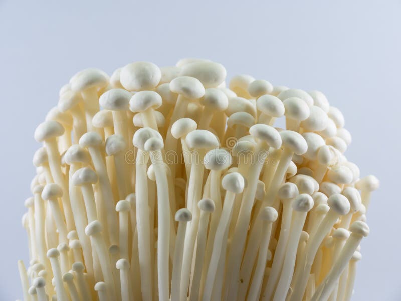 Download Guld- champinjonvisare arkivfoto. Bild av kök, ingrediens - 76701110
