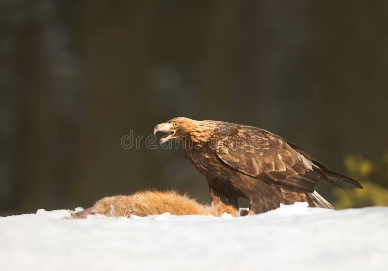Guld- Eagle som matar på en död röd räv royaltyfri bild Guld- Eagle som matar på en död röd räv royaltyfri bild