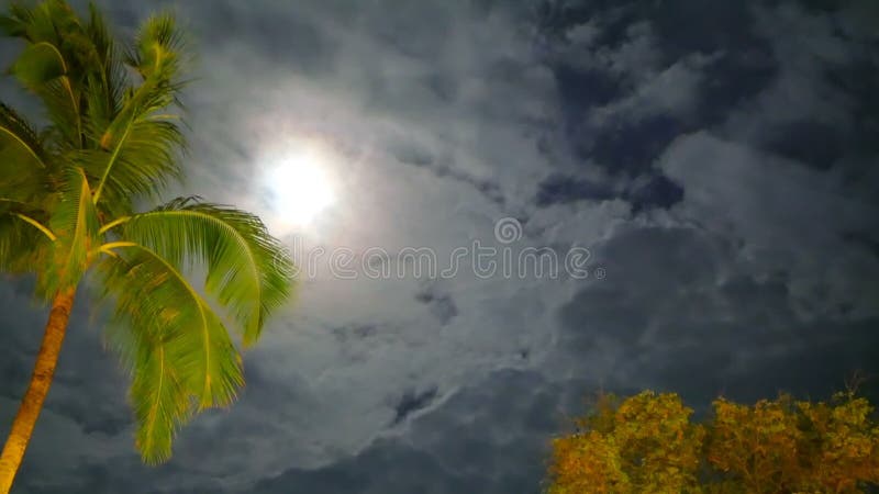 Guld- gröna palmträd för en coconun som svänger filialer i vinden