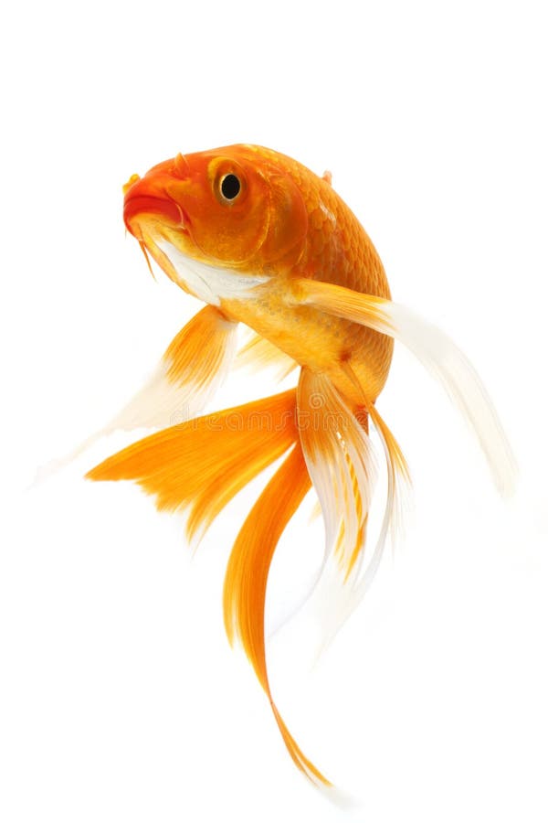 Guld- Koi fisk royaltyfri bild Guld- Koi fisk royaltyfri bild
