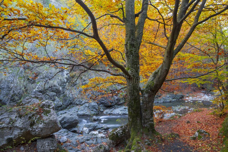 Guld- nedgånglövverk Autumn Yellow Tree royaltyfri foto
