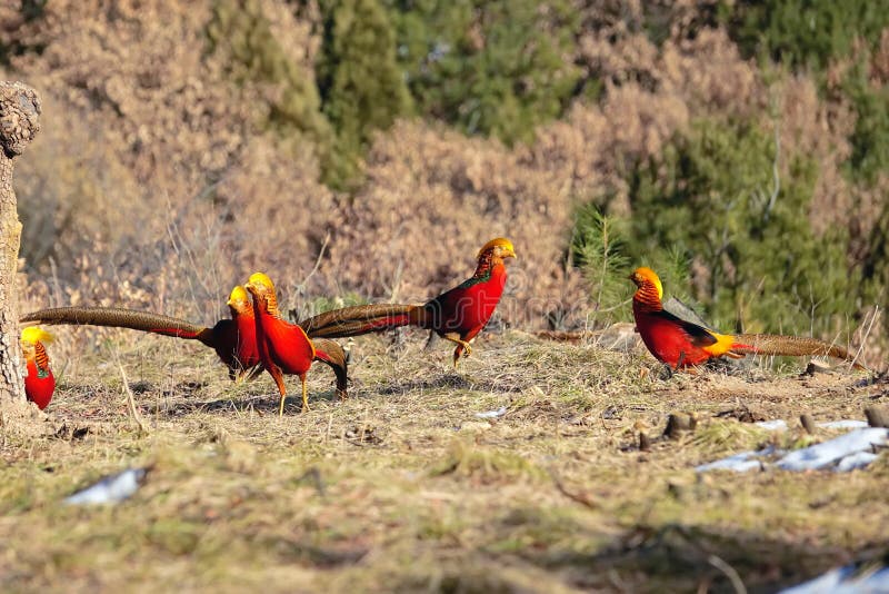 guld- pheasant royaltyfria bilder guld- pheasant royaltyfria bilder