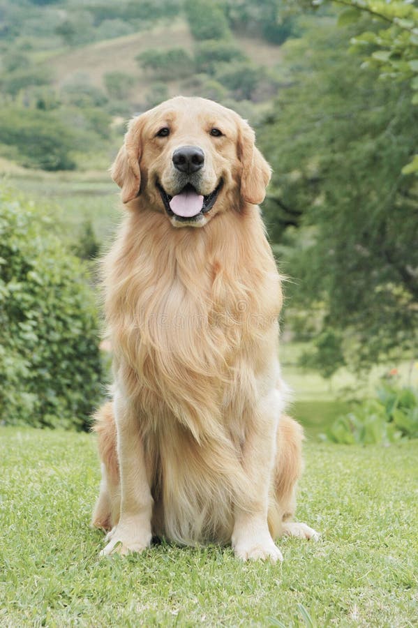 Guld- retriever arkivbild