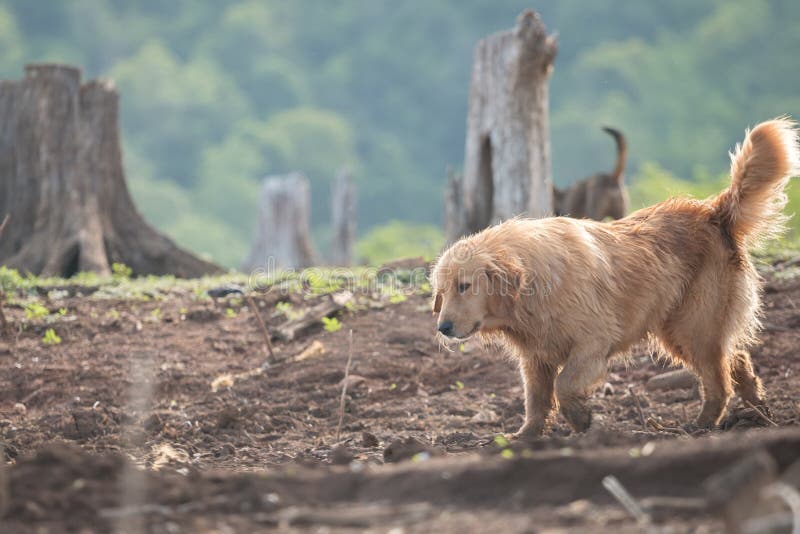 guld- retriever royaltyfria bilder guld- retriever royaltyfria bilder