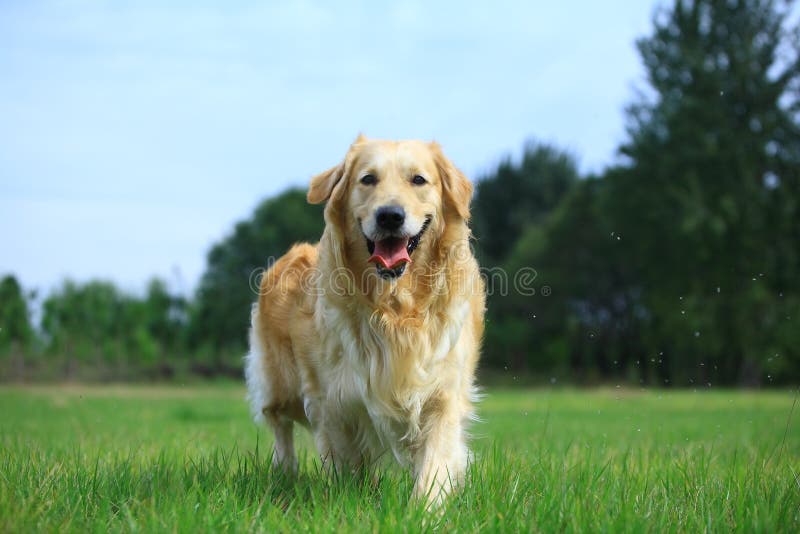 guld- retriever för hund royaltyfri bild guld- retriever för hund royaltyfri bild