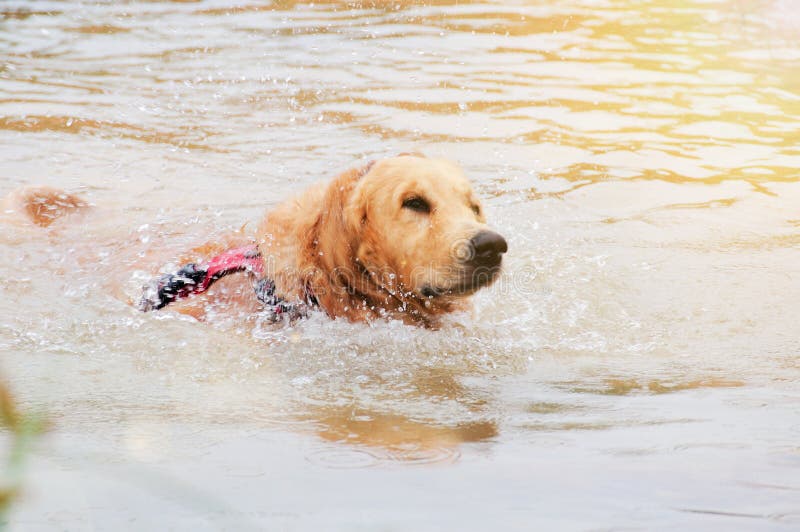 guld- retrieversimning för hund royaltyfria bilder guld- retrieversimning för hund royaltyfria bilder