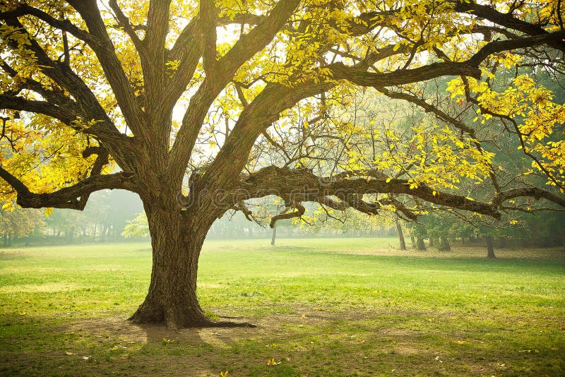 Guld- Tree för lönn för Yellow för Falllövverkhöst fotografering för bildbyråer