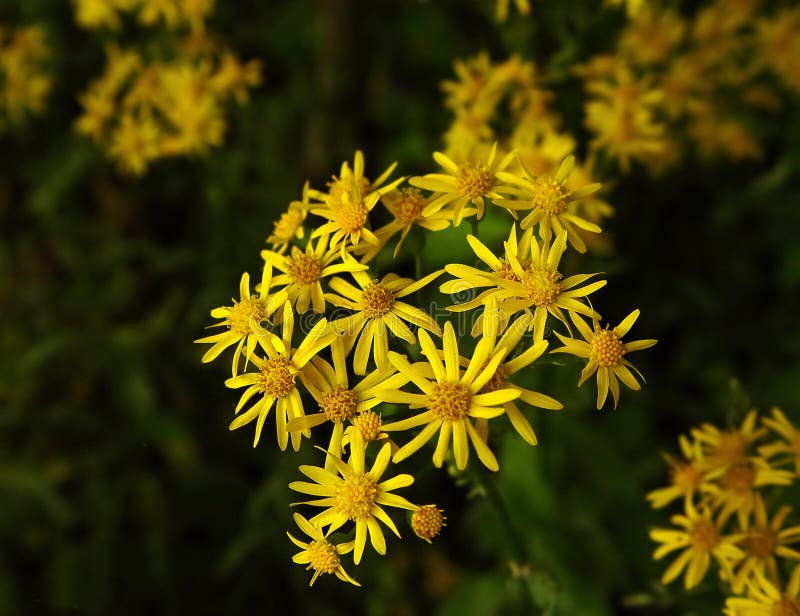 Download Guld- vildblommar fotografering för bildbyråer. Bild av blomma - 511495