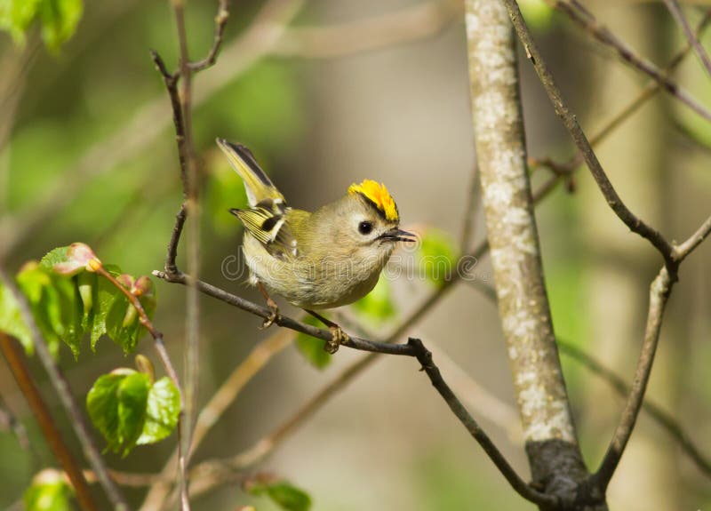 Guldcrest regulus regulus at birch arkivfoton