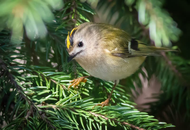 Guldcrest regulus regulus. Den minsta fågeln av eurasia royaltyfri foto