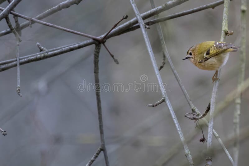 Guldcrest Regulus regulus en mycket liten passerine-fågel royaltyfria foton