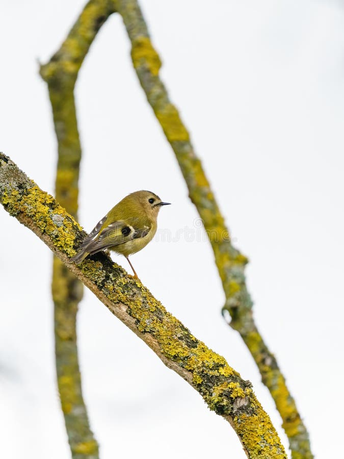 Guldcrest regulus regulus från baksidan på en gren i början av våren som tas i uk