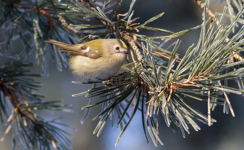 Guldcrest regulus regulus. På en frostig vintermorgon sitter fågeln på en nål som är täckt med hoarfrost royaltyfria foton