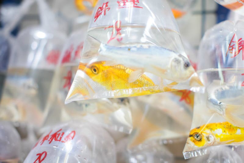 Guldfiskar och olika fiskar för akvarium i plastpåsar hängde på väggen i ett älsklings- shoppar att sälja i Hong Kong fotografering för bildbyråer Guldfiskar och olika fiskar för akvarium i plastpåsar hängde på väggen i ett älsklings- shoppar att sälja i Hong Kong fotografering för bildbyråer