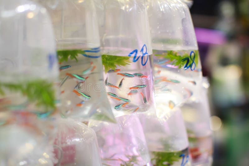 Guldfiskar och olika fiskar för akvarium i plastpåsar hängde på väggen i ett älsklings- shoppar att sälja i Hong Kong royaltyfria bilder Guldfiskar och olika fiskar för akvarium i plastpåsar hängde på väggen i ett älsklings- shoppar att sälja i Hong Kong royaltyfria bilder