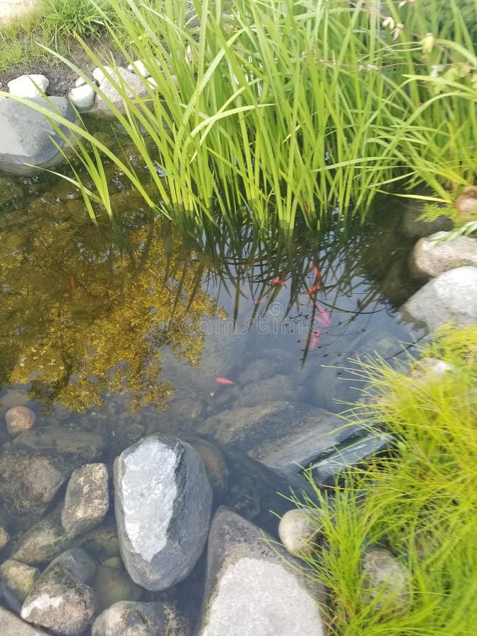 Guldfiskpund royaltyfria bilder Guldfiskpund royaltyfria bilder