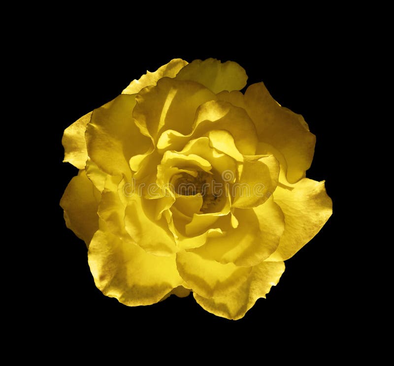Guldgula rosor blommar som blommar isolerad på svart bakgrund skönheten hos naturliga blommor blomstrande sommarvejm royaltyfri illustrationer