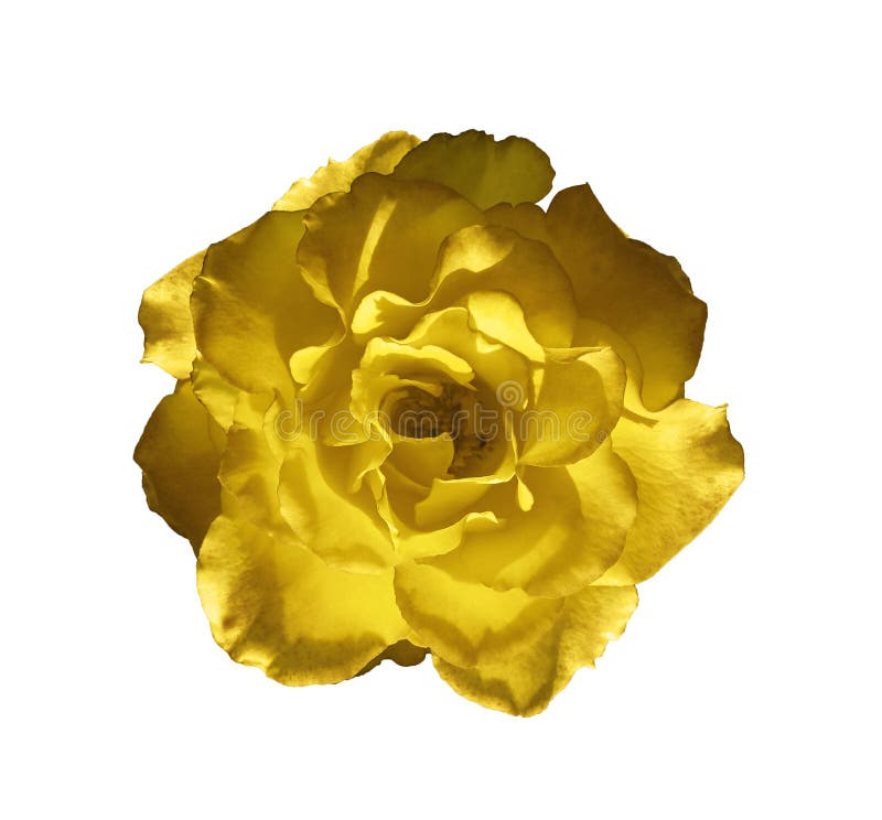 Guldgula rosor blommar som blommar isolerat på vit bakgrund skönheten hos naturliga blommor som blomstrar sommarhögdager royaltyfri illustrationer