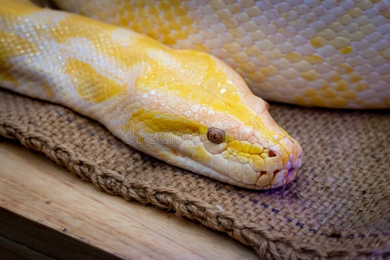 Guldpython eller netpython i zoologisk have.
