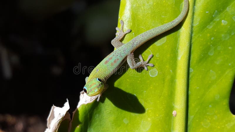 Guldstoftdaggecko Hawaii nära Mauna Kea royaltyfri bild Guldstoftdaggecko Hawaii nära Mauna Kea royaltyfri bild