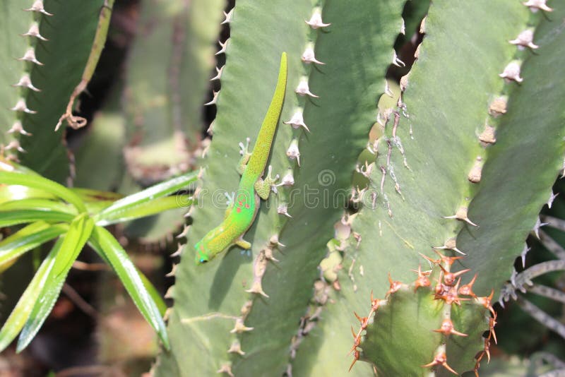 Guldstoftdaggecko - Phelsuma Laticauda arkivbild Guldstoftdaggecko - Phelsuma Laticauda arkivbild