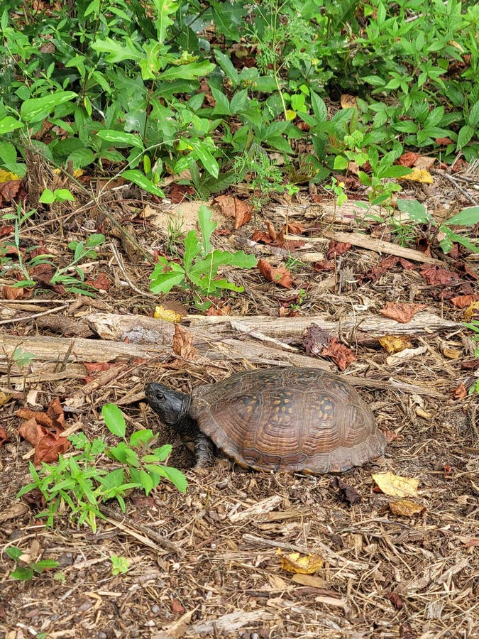 Gulf Coast Box Turtle Close Up royalty free stock image