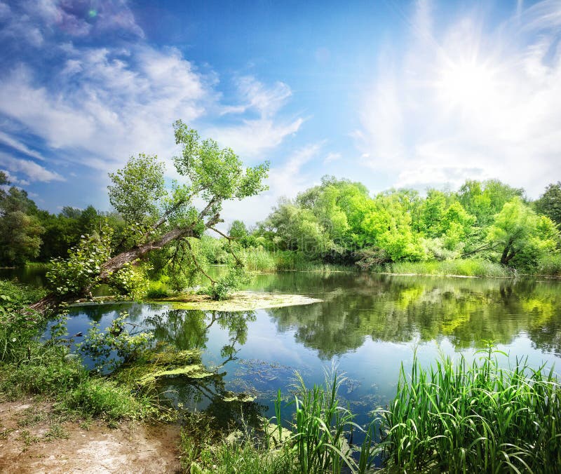 Gulf Coast River with Trees Stock Photo Image of tree, outdoors 75260844