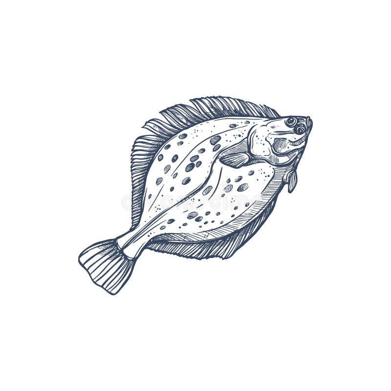 Flatfish ink sketch flounder hand drawn Royalty Free Vector