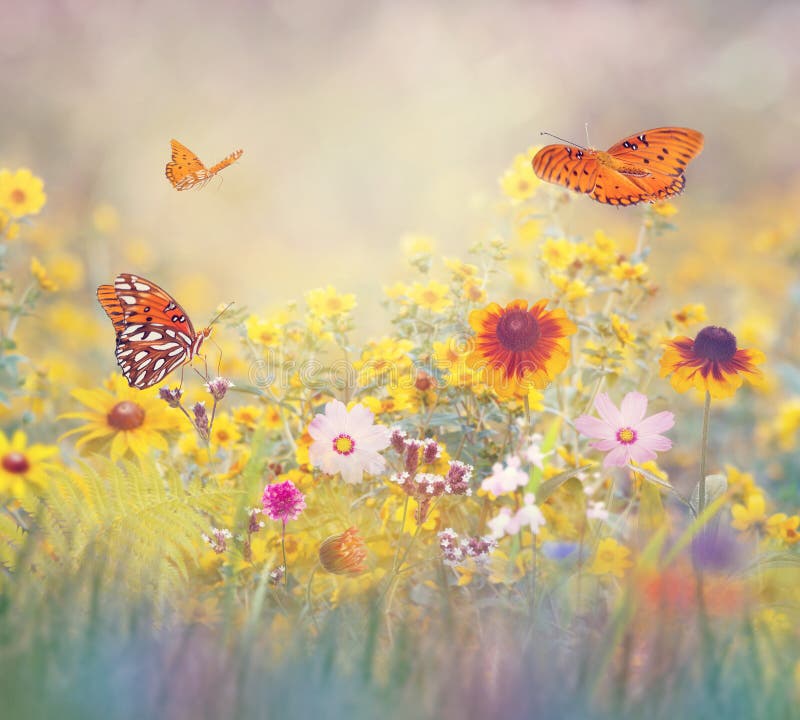 Butterflies in a meadow stock photo. Image of meadow - 123944858