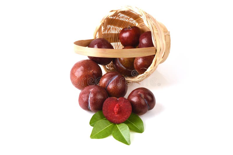 Gulf ruby plum. stock photo. Image of ruby, plant, ripe 56867210