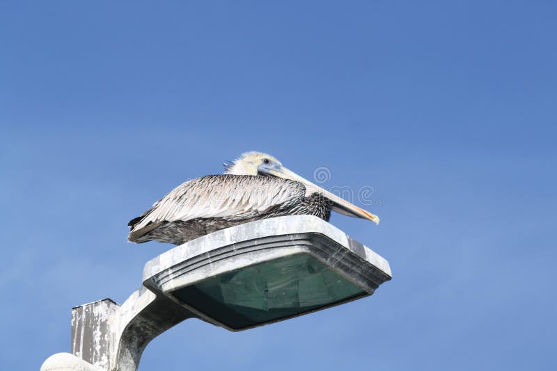 Gulf State Park — Gulf Shores, Alabama. Pelican roosting at Gulf State Park Pier, Gulf Shores, Alabama royalty free stock photos Gulf State Park — Gulf Shores, Alabama. Pelican roosting at Gulf State Park Pier, Gulf Shores, Alabama royalty free stock photos