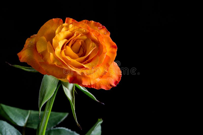 Guling/apelsinros arkivbilder Guling/apelsinros arkivbilder