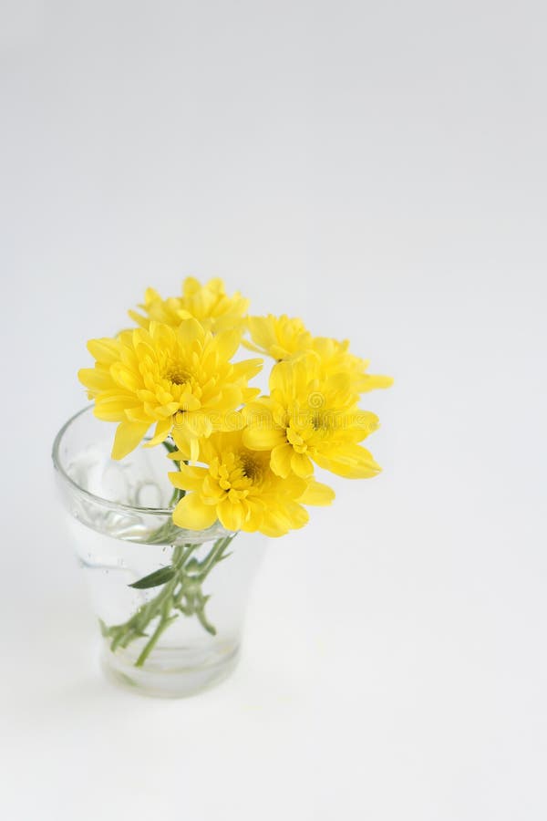 Guling blommar krysantemum i ett exponeringsglas på en vit bakgrund royaltyfria bilder Guling blommar krysantemum i ett exponeringsglas på en vit bakgrund royaltyfria bilder