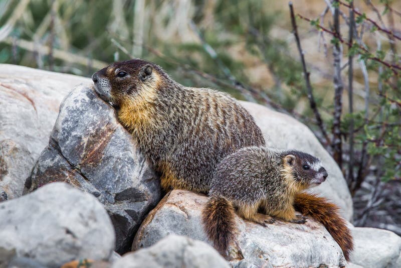 Female Yellow Bellied Marmot, aka Rock Chuck, With Pup In Great Basin National Park, Nevada. Female Yellow Bellied Marmot, aka Rock Chuck, With Pup In Great Basin National Park, Nevada