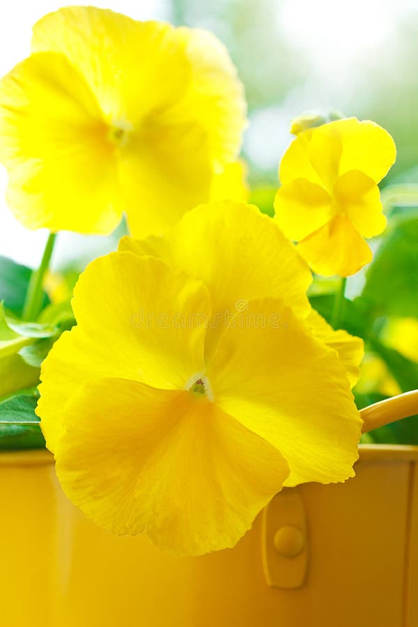 Guling för wittrockiana för penséblommaaltfiol royaltyfria foton Guling för wittrockiana för penséblommaaltfiol royaltyfria foton
