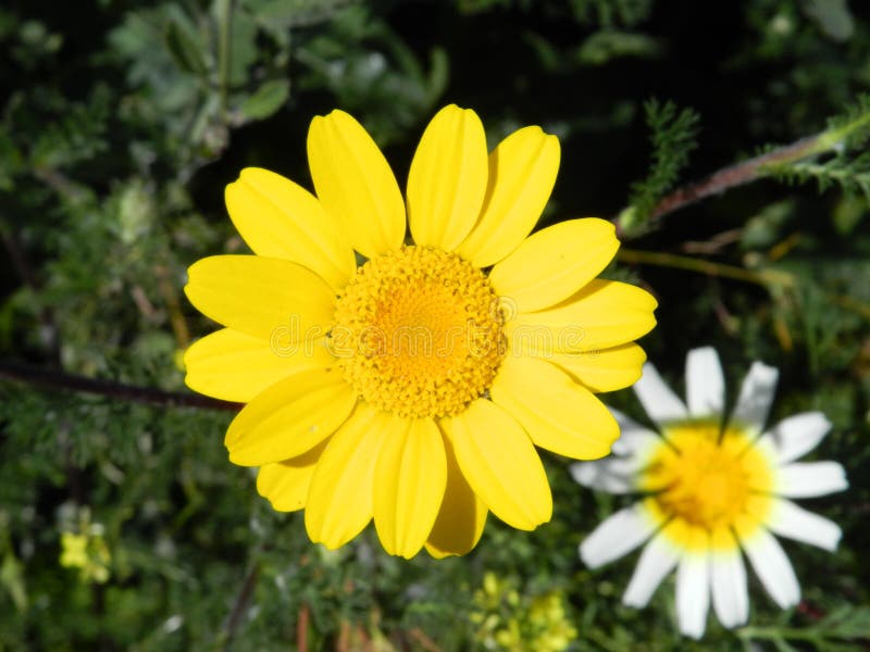 Guling- och vitvårblommor arkivfoton Guling- och vitvårblommor arkivfoton