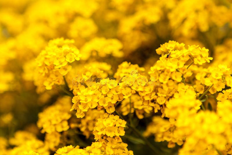 Gulingblommor royaltyfri fotografi