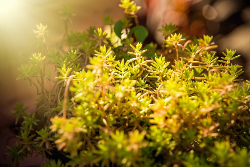 Gulingblommor i gr?n sommar gr?s ?ngn?rbild med ljust solljus solig bakgrundsfj?der royaltyfria bilder Gulingblommor i gr?n sommar gr?s ?ngn?rbild med ljust solljus solig bakgrundsfj?der royaltyfria bilder