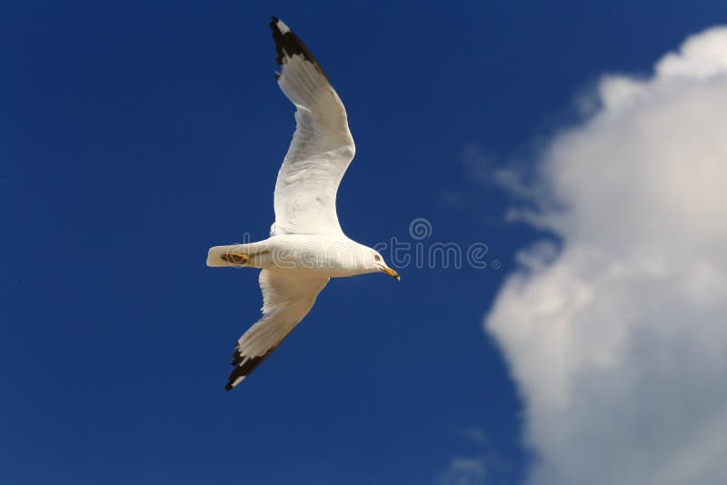 Gull above the clouds