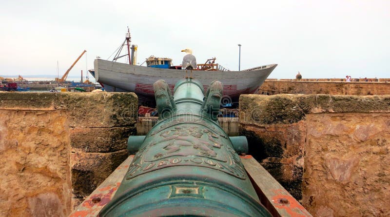 Gull on a Cannon in Harbor scala Essaouira Morocco