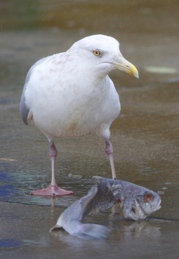 Gull Eating Fish stock image. Image of marina, river 61562811