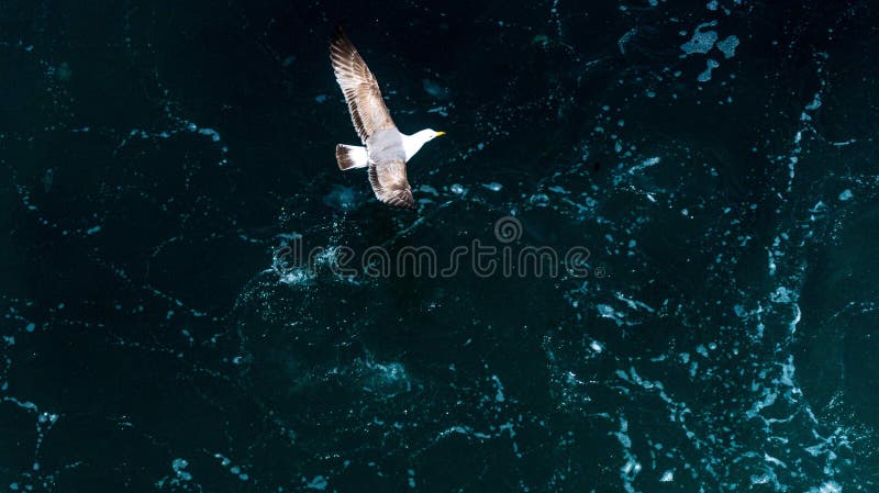 Gull stock photo Gull stock photo
