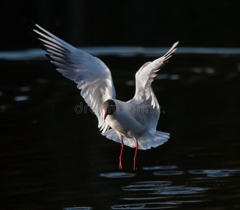 Gull flying on the lake