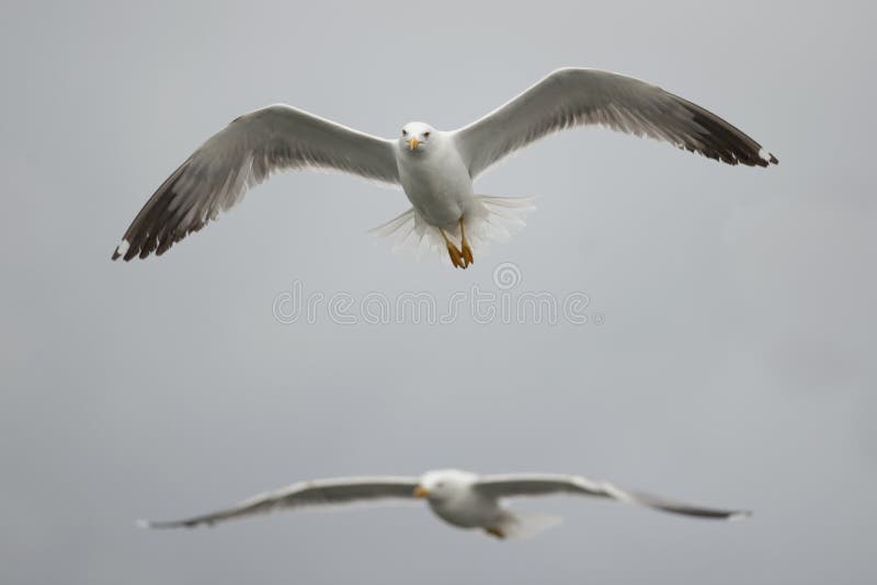 Gull flying